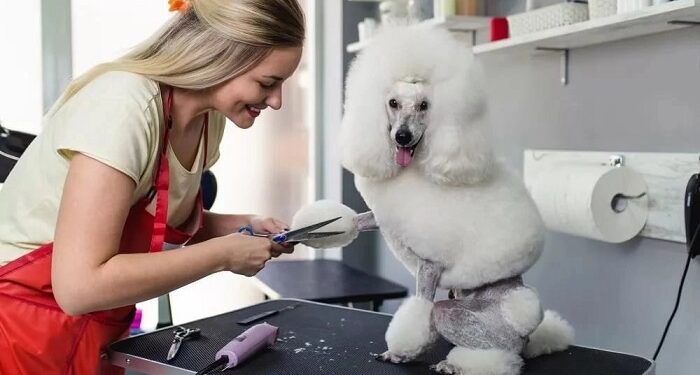 Груминг домашних питомцев: советы и отзывы владельцев