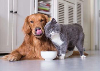 Как правильно выбрать корм для домашних питомцев: основные критерии