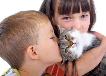 Коти та здоров’я людини: потенційні небезпеки