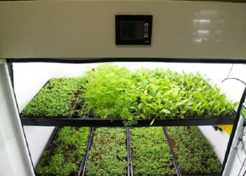 Вирощування в гроубоксі під фітолампами: салати