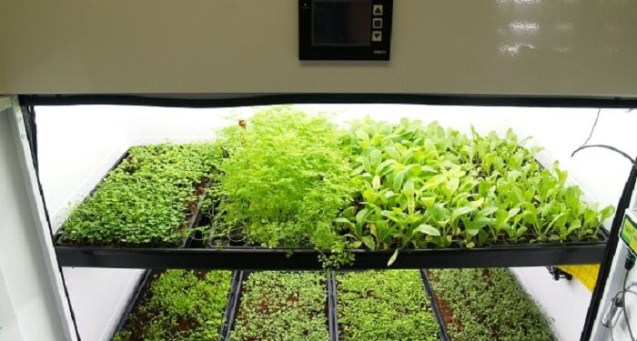 Вирощування в гроубоксі під фітолампами: салати