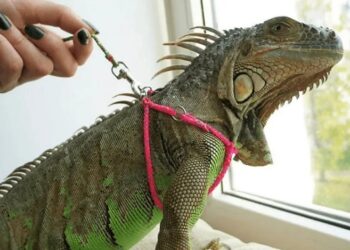 Незвичайні домашні тварини: утримання рептилій та амфібій