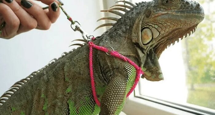 Незвичайні домашні тварини: утримання рептилій та амфібій