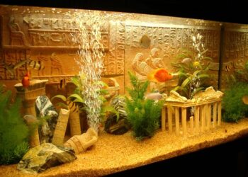 Декорації в акваріумі: як створити гармонійне середовище для риб