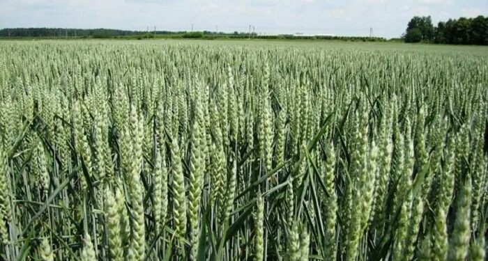 Технологія реалізації потенціалу зернової культури та особливості розвитку